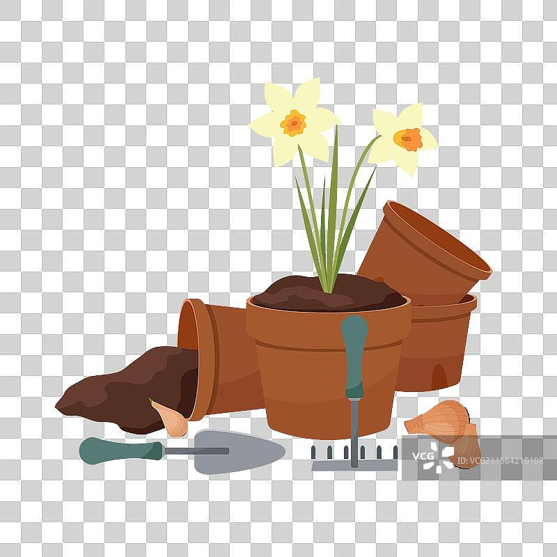 陶盆中的水仙花与园艺工具图片素材