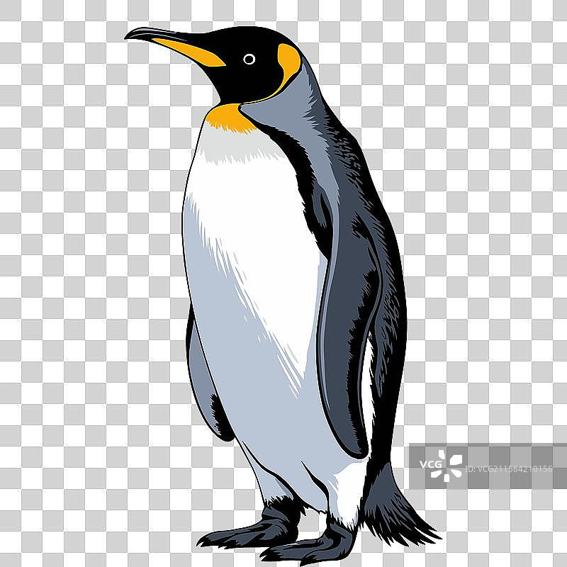 优雅的国王企鹅艺术图片素材