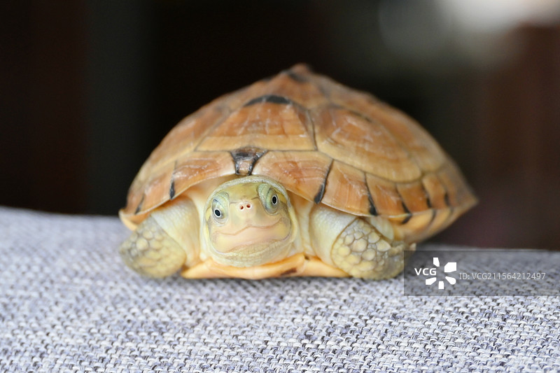 宠物黄喉拟水龟-小青龟图片素材