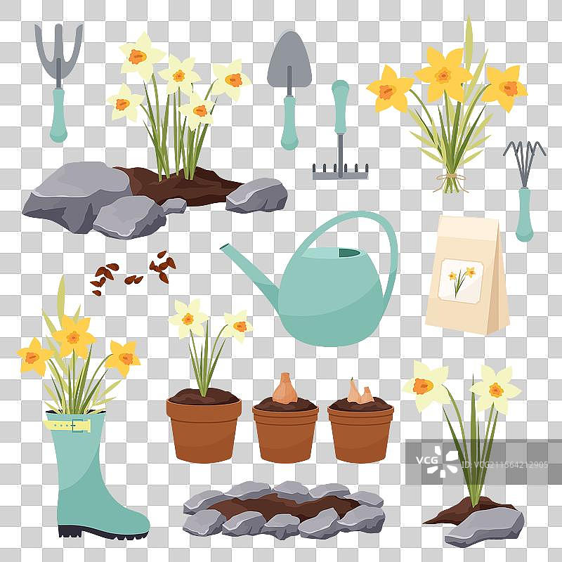 大套装水仙花种植元素花园图片素材