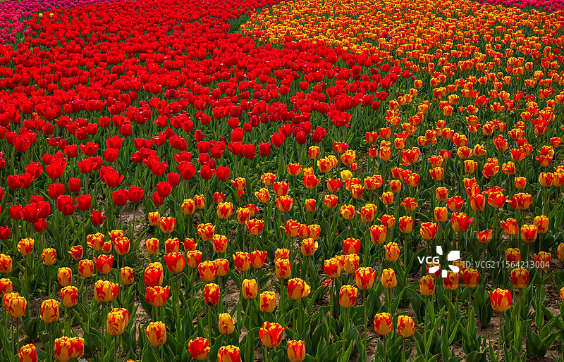 郁金香花海图片素材