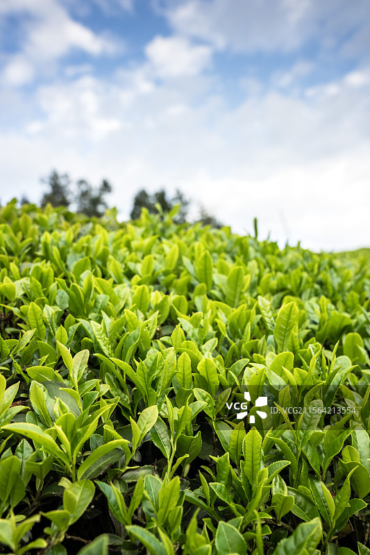 茶叶大县湖北鹤峰县走马镇万亩茶叶基地风光图片素材
