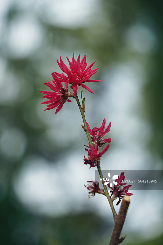 龙潭公园盛开的红花檵木图片素材