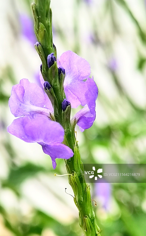 假马鞭草图片素材