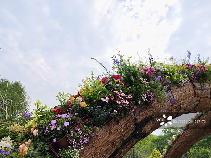 武汉沙湖公园 2025世界花园大会 蓝天映衬下 花卉景观图片素材