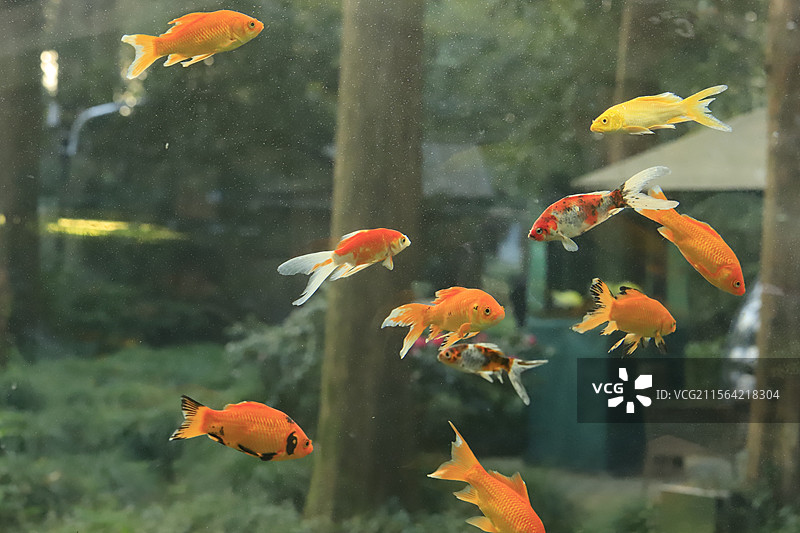 杭州十景之一，曲院风荷的枫叶和金鱼图片素材