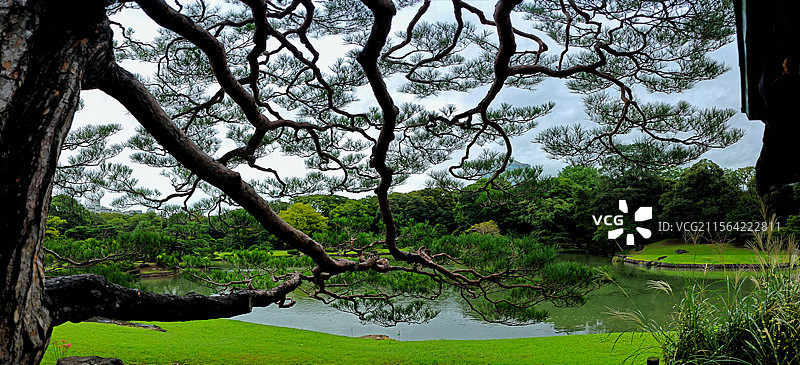 日本东京六义园是江户时代大名庭园的代表作以和歌山的情趣为基调的 “回游式假山泉水” 春天樱花盛开秋天图片素材