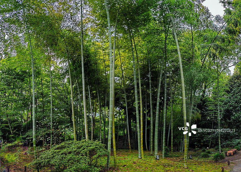 日本东京六义园是江户时代大名庭园的代表作以和歌山的情趣为基调的 “回游式假山泉水” 春天樱花盛开秋天图片素材