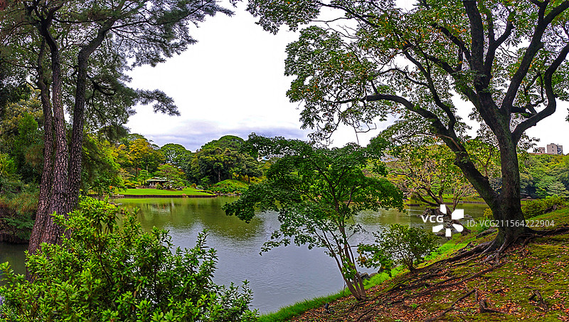 日本东京六义园是江户时代大名庭园的代表作以和歌山的情趣为基调的 “回游式假山泉水” 春天樱花盛开秋天图片素材