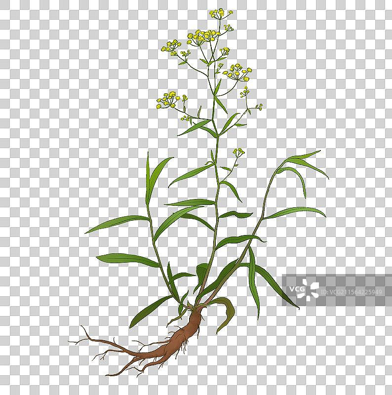 柴胡北柴胡小柴胡图片素材