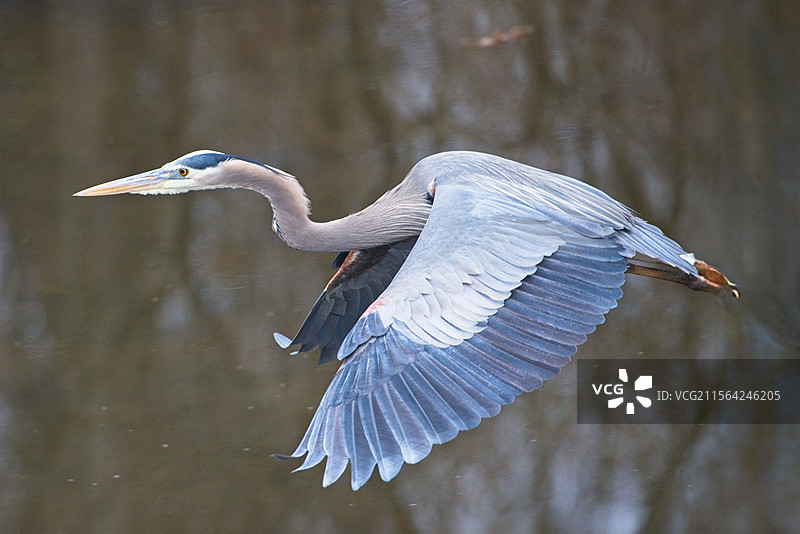 湖面上飞翔的苍鹭特写，阿肯色州小石城，美国图片素材