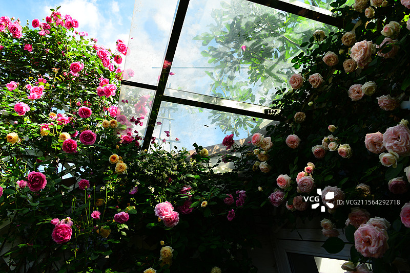最美露台花园，露台阳光房，开满鲜花的露台，月季花墙玫瑰花园图片素材