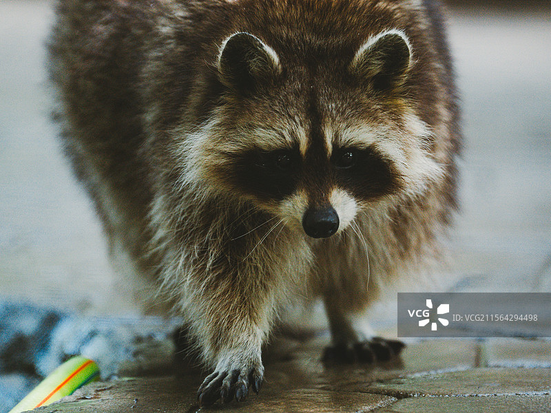 浣熊 秦岭野生动物园图片素材