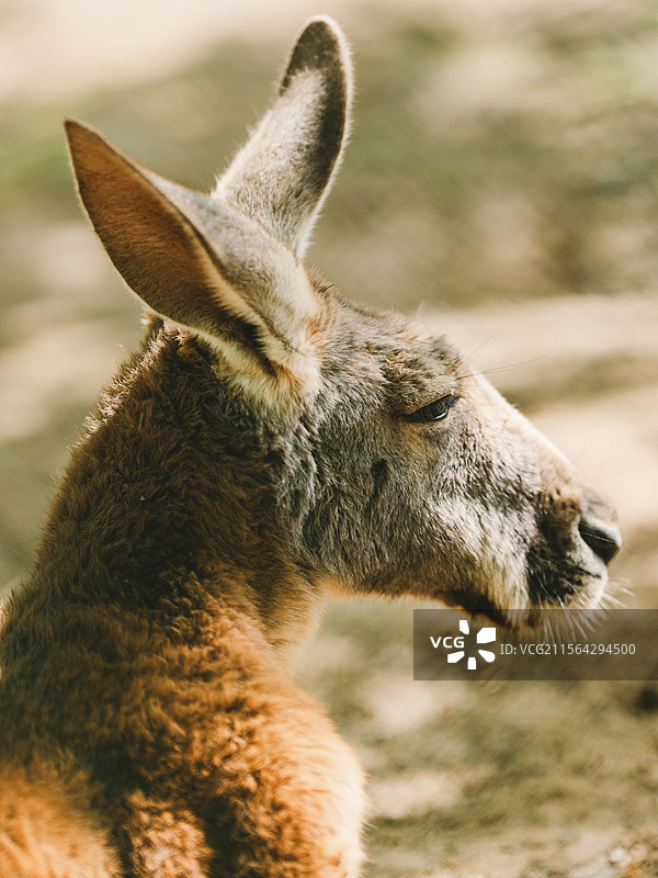袋鼠 秦岭野生动物园图片素材
