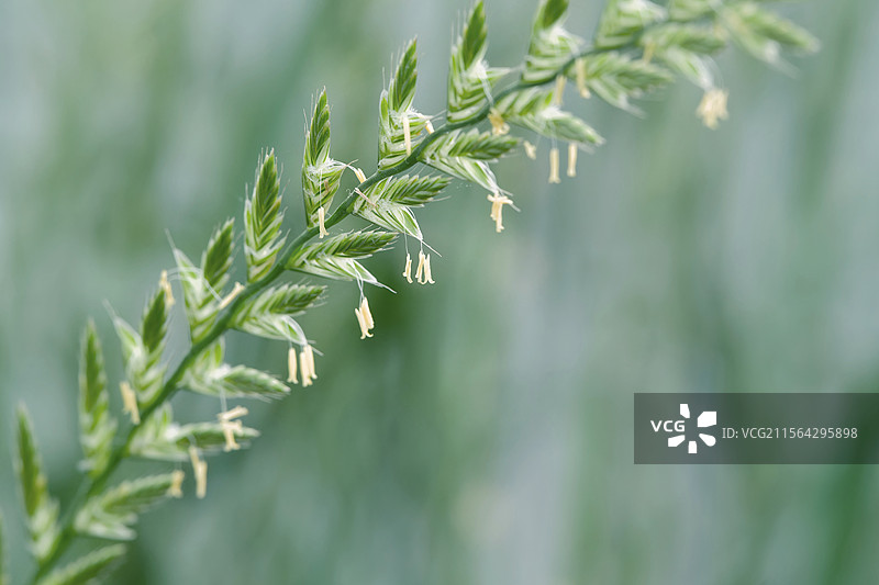 四月的黑麦草图片素材