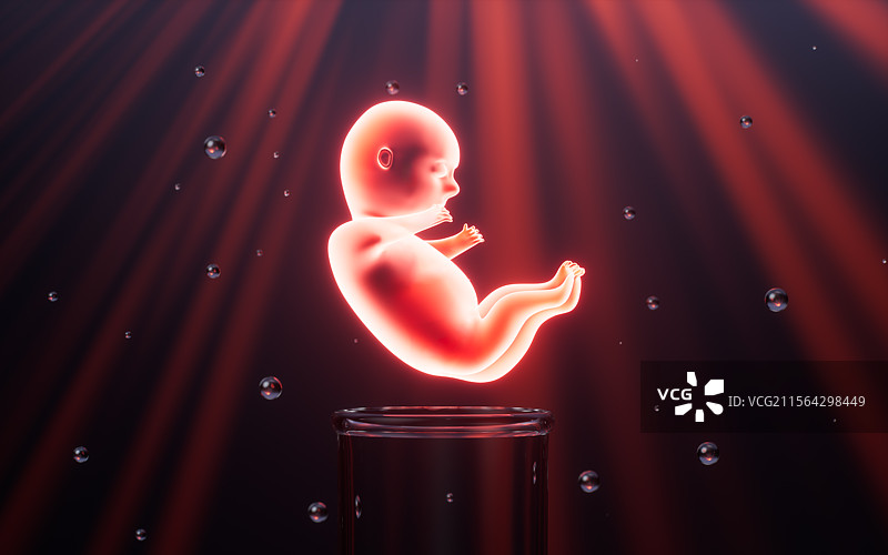 人类胚胎模型3D渲染图片素材