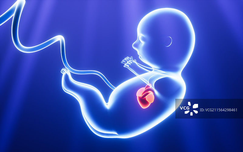 人类胚胎模型3D渲染图片素材