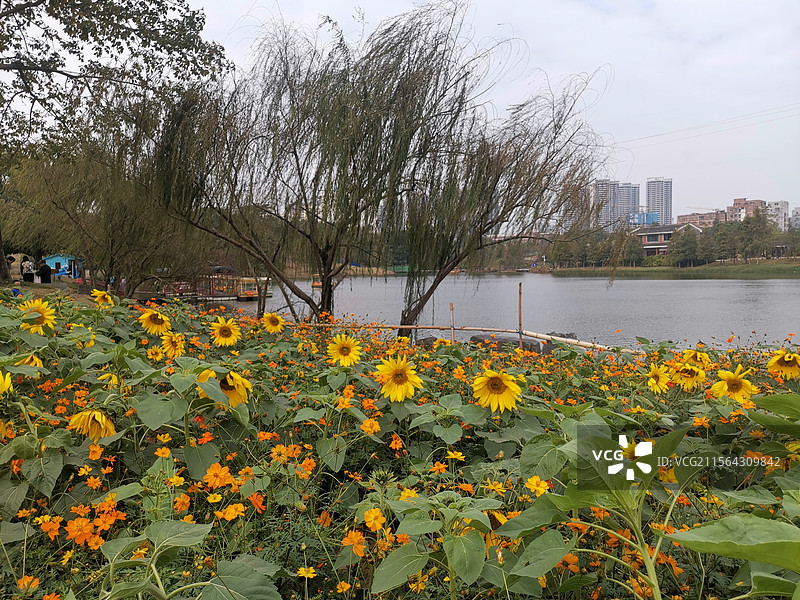 向日葵公园图片素材