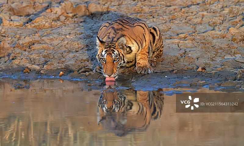 老虎的肖像图片素材