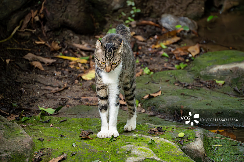汤姆猫图片素材
