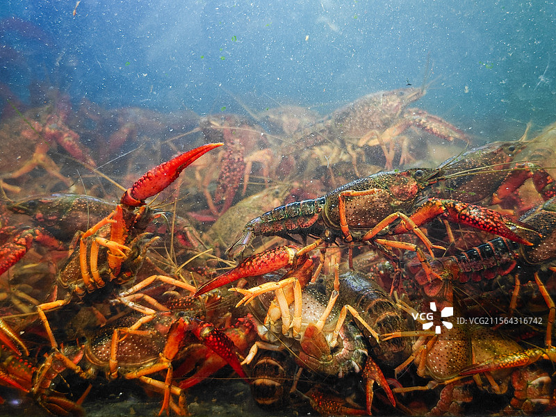 商场超市水产区鱼缸里正在售卖的鲜活小龙虾图片素材