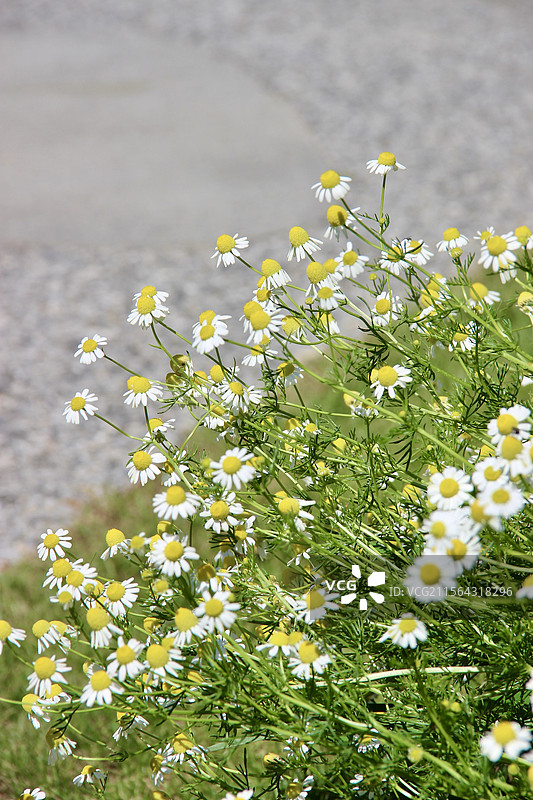 春天清新洋甘菊小花图片素材