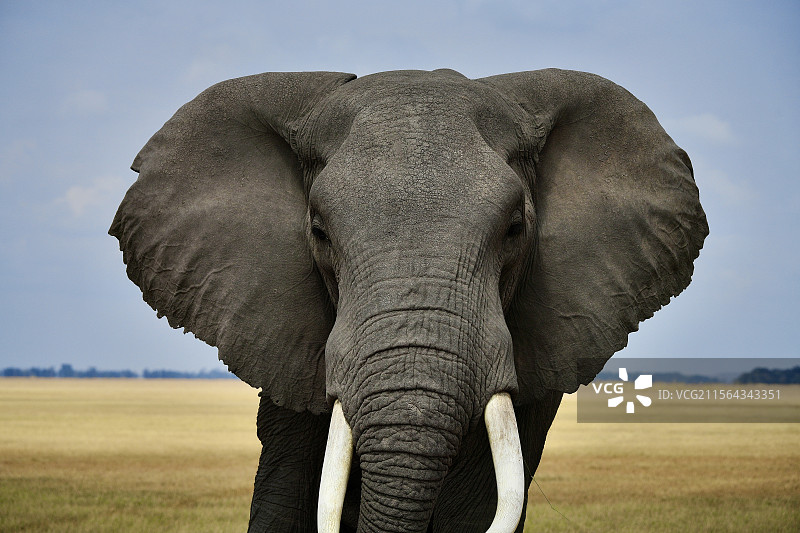 肯尼亚马赛马拉草原上的大象图片素材