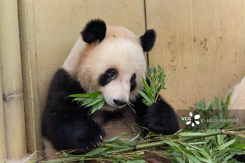 大熊猫星星和辰辰图片素材
