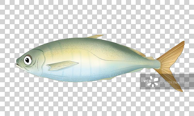 巴浪鱼插画图片素材