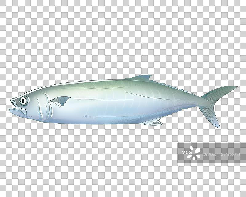 鲅鱼插画图片素材