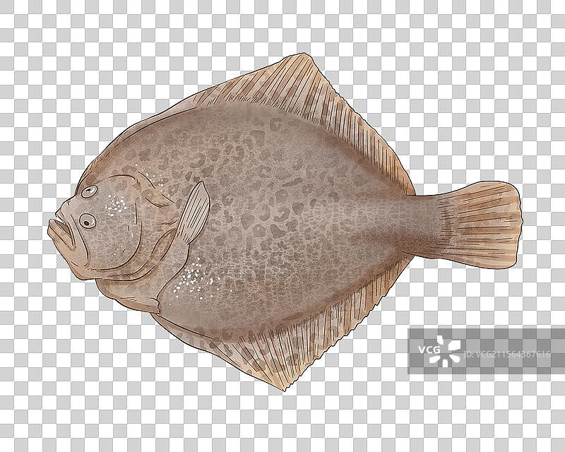 多宝鱼插画图片素材