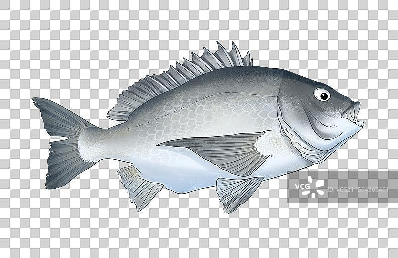 黒鲷插画图片素材