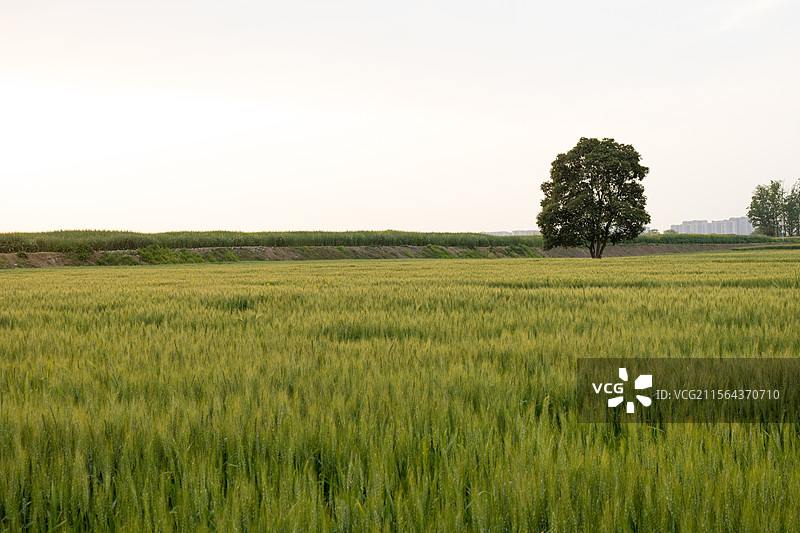 中国四川成都凤求凰公园，四月春季时节，生长中绿意盎然的小麦麦田，农业有机生态基地，美好清新田园风光图片素材