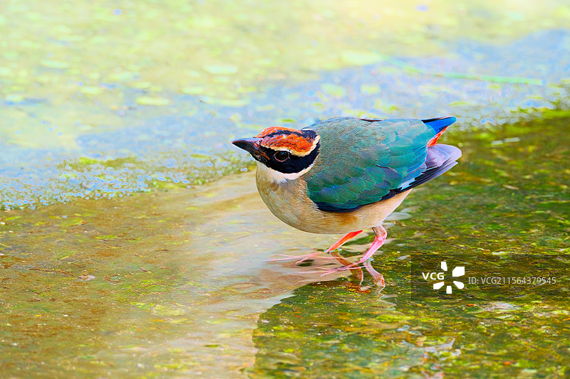 八色鸫图片素材
