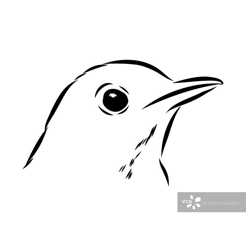 澳大利亚黑鸟素描 黑鸟图片素材