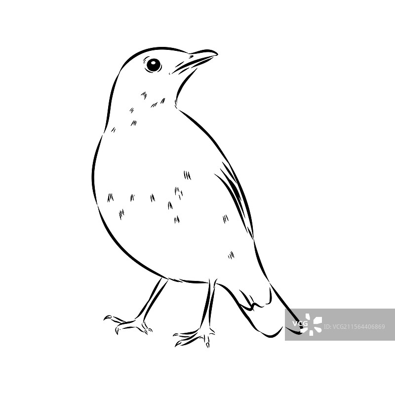 澳大利亚黑鸟素描 黑鸟图片素材