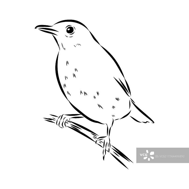 澳大利亚黑鸟素描 黑鸟图片素材