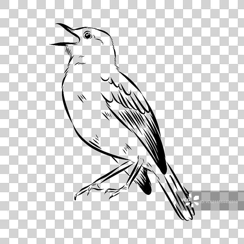 澳大利亚黑鸟素描 黑鸟图片素材