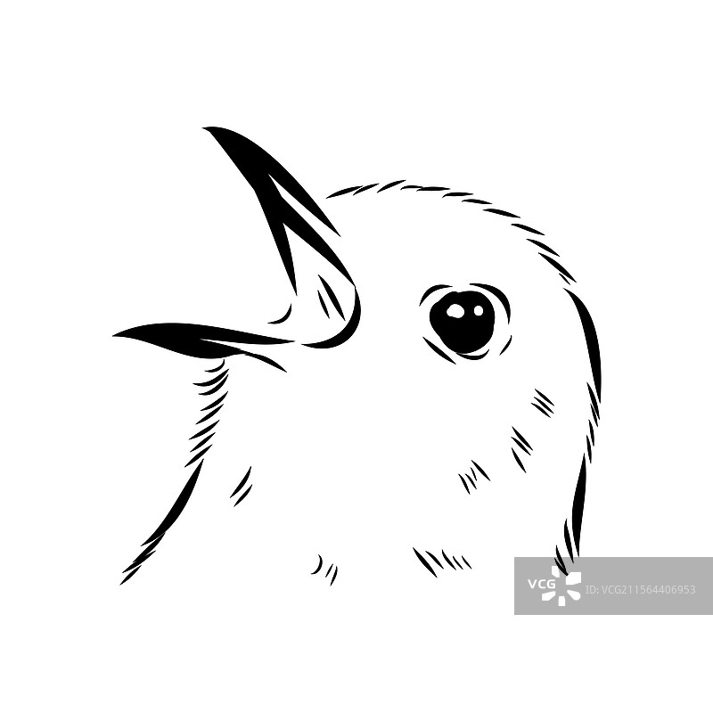 澳大利亚黑鸟素描 黑鸟图片素材