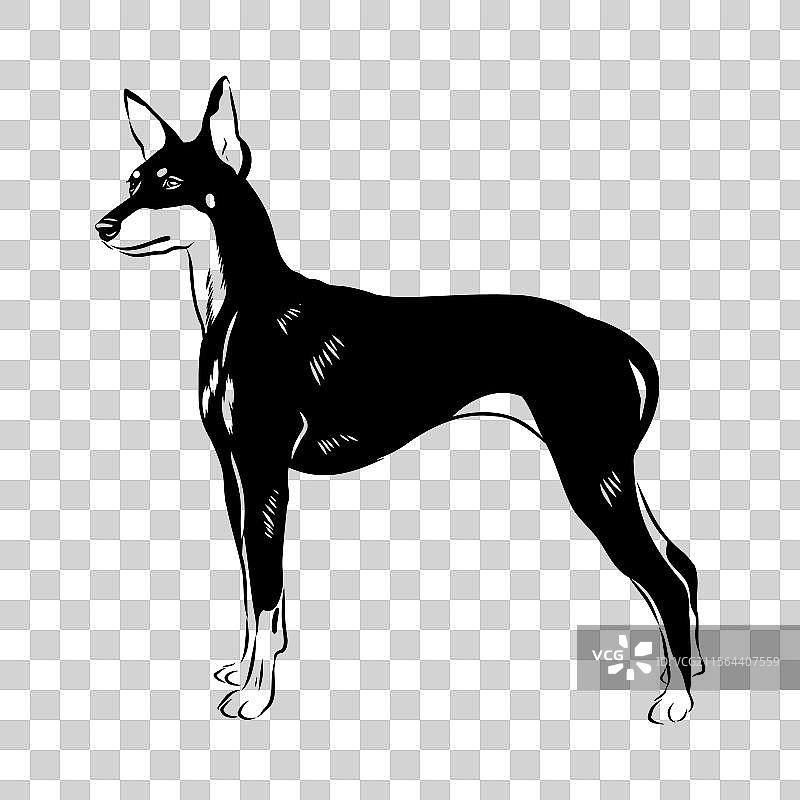 英式玩具猎犬素描 英式玩具猎犬图片素材