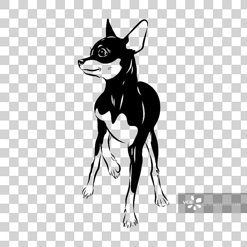 英式玩具猎犬素描 英式玩具猎犬图片素材