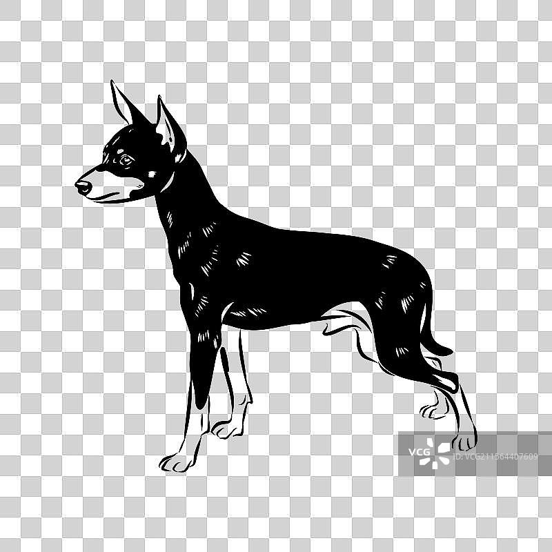 英式玩具猎犬素描 英式玩具猎犬图片素材