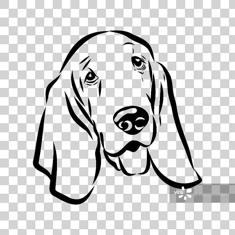 巴塞特猎犬素描 巴塞特猎犬犬种 动物图片素材