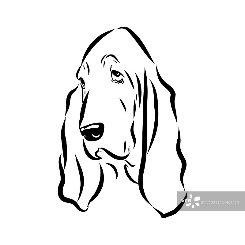 巴塞特猎犬素描 巴塞特猎犬犬种 动物图片素材