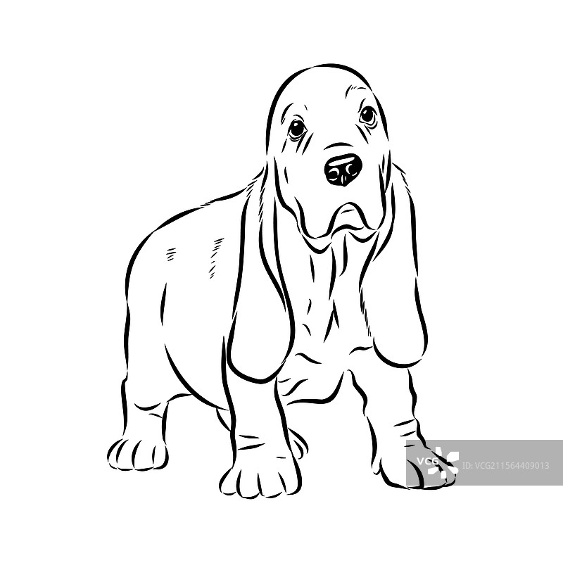 巴塞特猎犬素描 巴塞特猎犬犬种动物图片素材