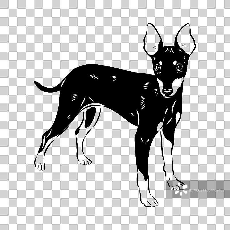 英式玩具猎犬素描 英式玩具猎犬图片素材