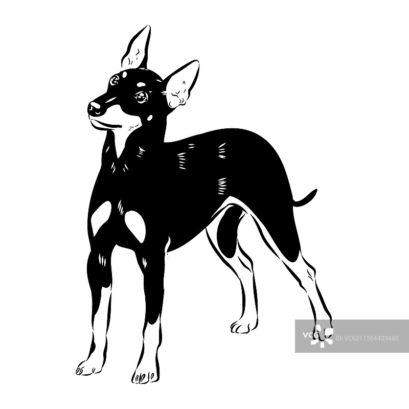 英式玩具猎犬素描 英式玩具猎犬图片素材