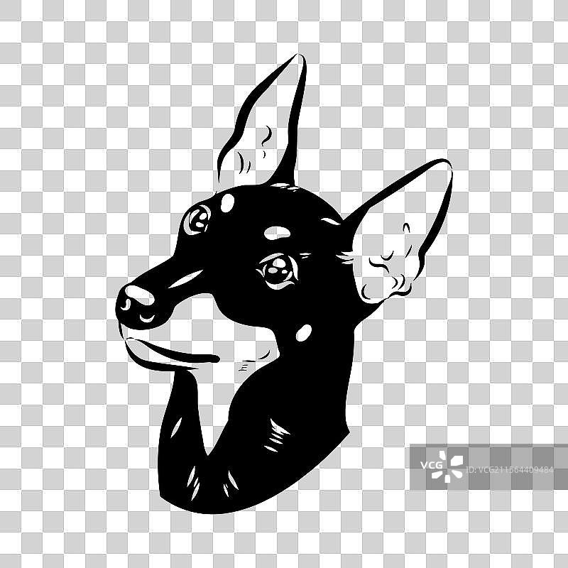 英式玩具猎犬素描 英式玩具猎犬图片素材