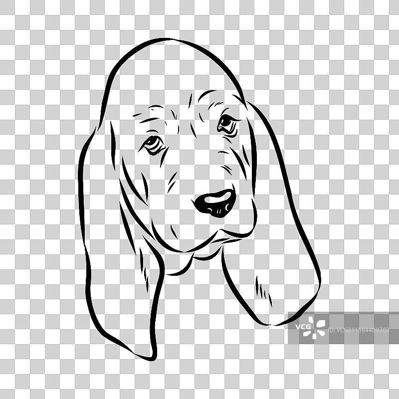 巴塞特猎犬素描 巴塞特猎犬犬种动物图片素材
