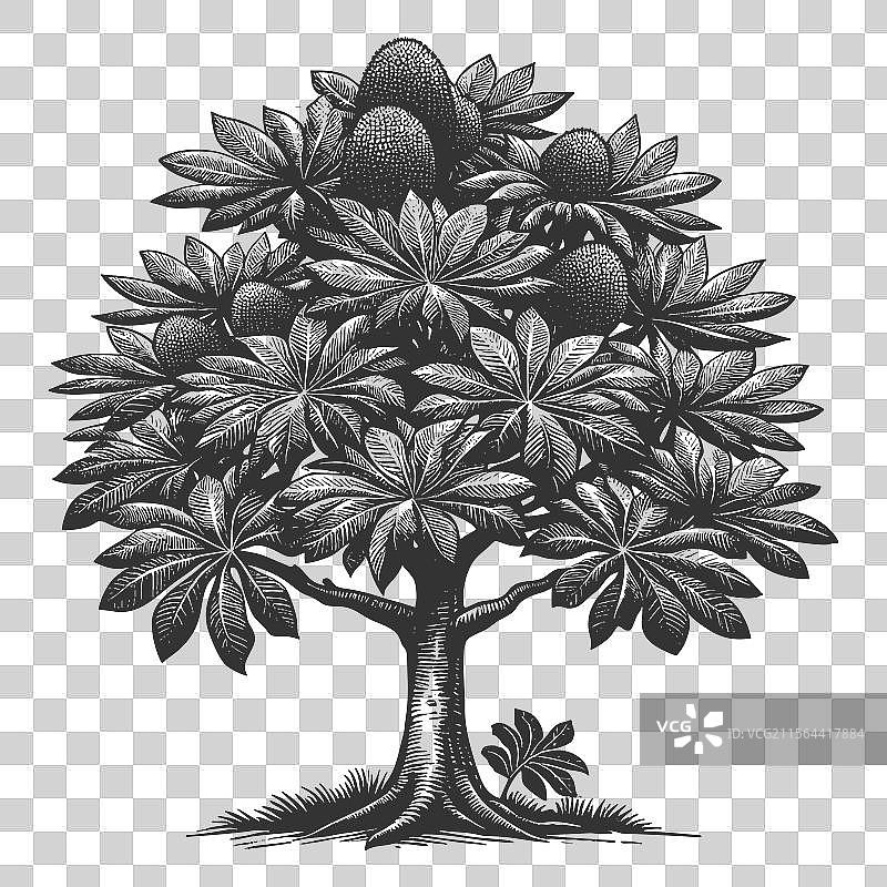 面包果树与果实图片素材